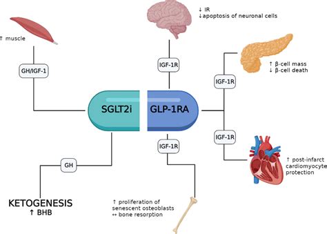 action of glp 1 agonists.